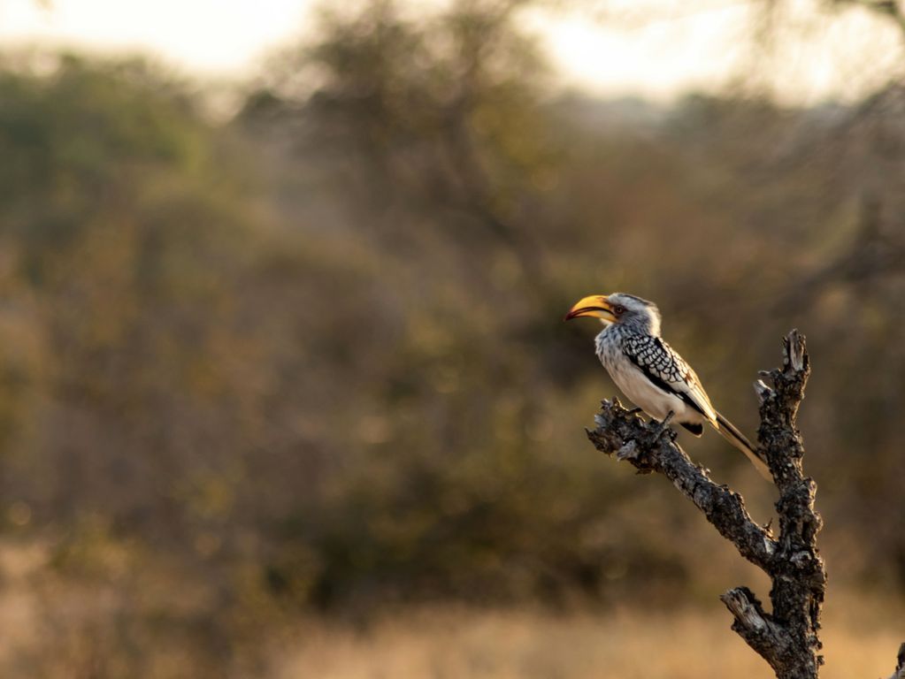 Kruger NP vogels Zuid Afrika groepsrondreis